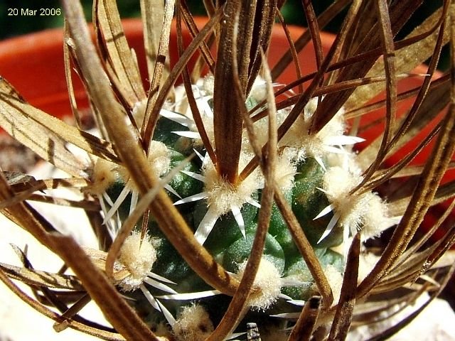 Sclerocactus _papyracanthus _SB330_ 05